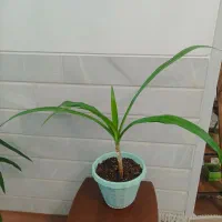 گلدان سوسن از ۴۵ دارم