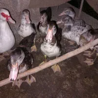 اردک اسرائیلی