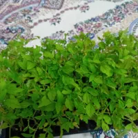 نشا گوجه فرنگی سسی۳۴۰۲