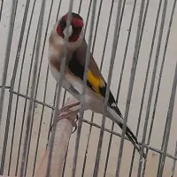 سهره نر مست