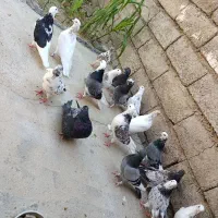 کالا|پرنده|دهلران, |دیوار