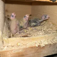 جوجه سرلاکی