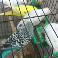 مرغ عشق
