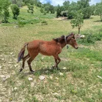 کوری ماده