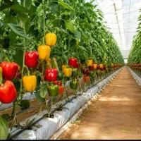 کارگر خانم برای گلخانه