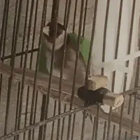 سهره نر|پرنده|صباشهر, |دیوار