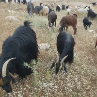 ۵۰ بز ( فروش به تعداد دلخواه مشتری)