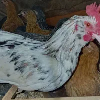 خروس گلین