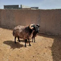 قوچ درجه یک