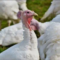 بوقلمون بیوتی6 گوشتی .گوشت قرمز وسفید