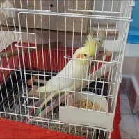 یه جفت عروس هلندی نر و ماده با قفس و تجهیزات