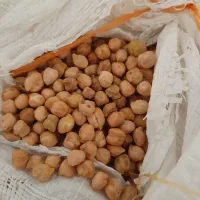 نخودسفید