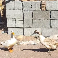 اردک