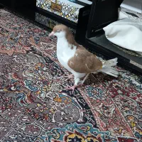 کبوتر ساده یا امری