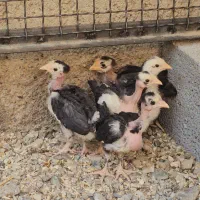 جوجه گلین یک ماهه فول ریش عالی