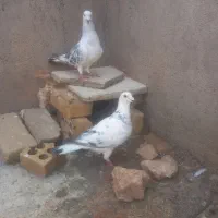 یک جفت شامی نر ماده سار المانی