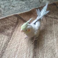 عروس هلندی