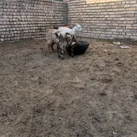 بزغاله|حیوانات مزرعه|نیشابور, ریوند|دیوار