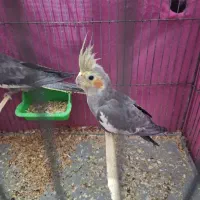 دو عدد عروس هلندی ماده