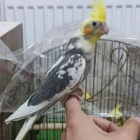 عروس هلندی لوتینو دوکت و خاکستری