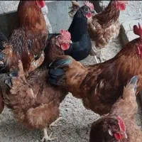 مرغ و خروس محلی