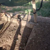 تخم نطفه دار فروش