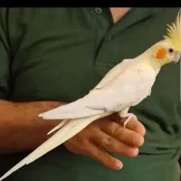 عروس هلندی و کوتوله برزیلی دستی