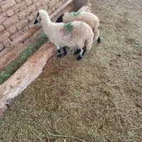 بره ماده