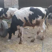 گوساله نر