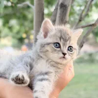بچه گربه بریتیش