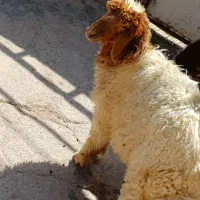 بره ماده درجه۱