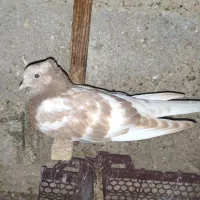 کبوتر|پرنده|کاکی, |دیوار