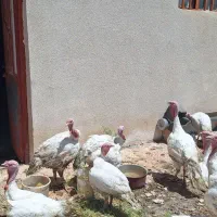 فروش بوقلمون بیوتی