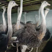 شترمرغ|حیوانات مزرعه|قزوین, |دیوار