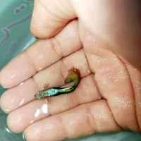 ماهی گوپی