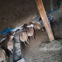 بره قوچ همو و هترو