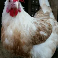 مرغ تخم گذار..دوشیزه.. خروس لوهمن