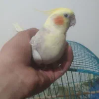 طوطی عروس هلندی نر ماده سالم سرحال