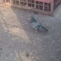 کفتر|پرنده|اهواز, کوی مهدیس|دیوار