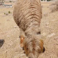 یک راس میش بختیاری