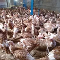 فروش یک سالن بوقلمون یکجا