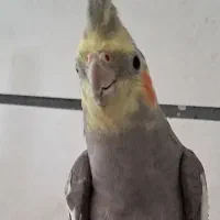عروس هلندی سخنگو