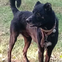 واگزاری ماده افغان وطوله افغان دورگ