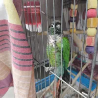 طوطی گیرینک نرمال ماده ۱۶ماهه