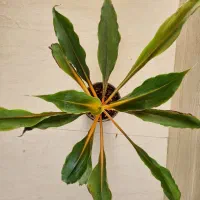 فلامینگو