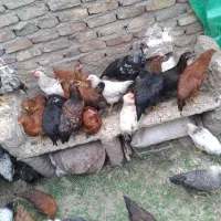خروس ومرغ محلی