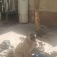 سگ سرابی ۱