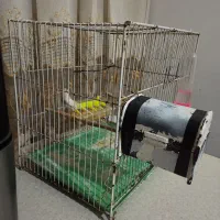 فنچ به همراه قفس کامل