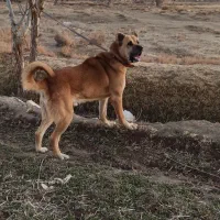 سرابی نگهبان