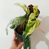 برگ انجیری ابلق ....